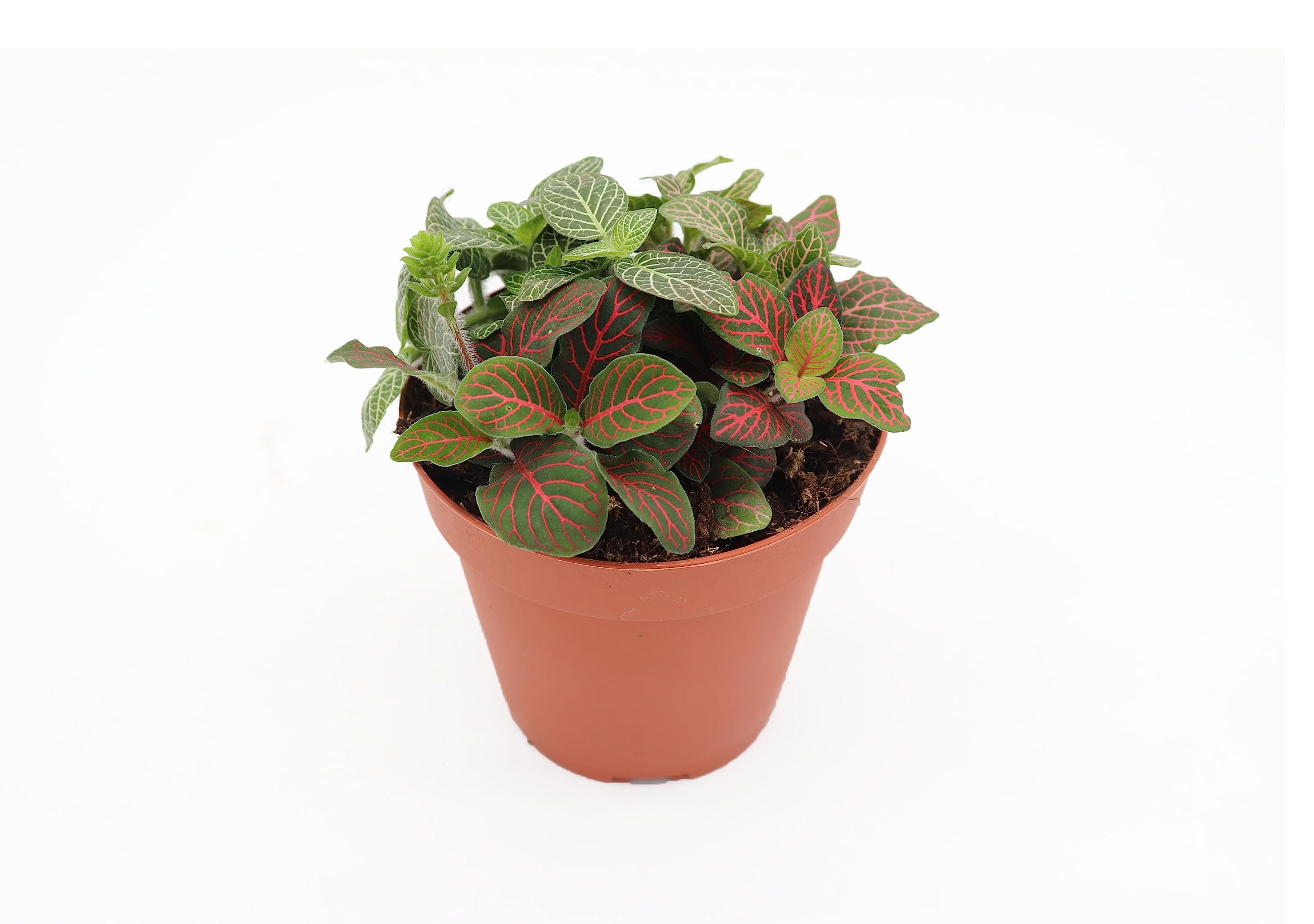 Multicolor Fittonia California Tropicals