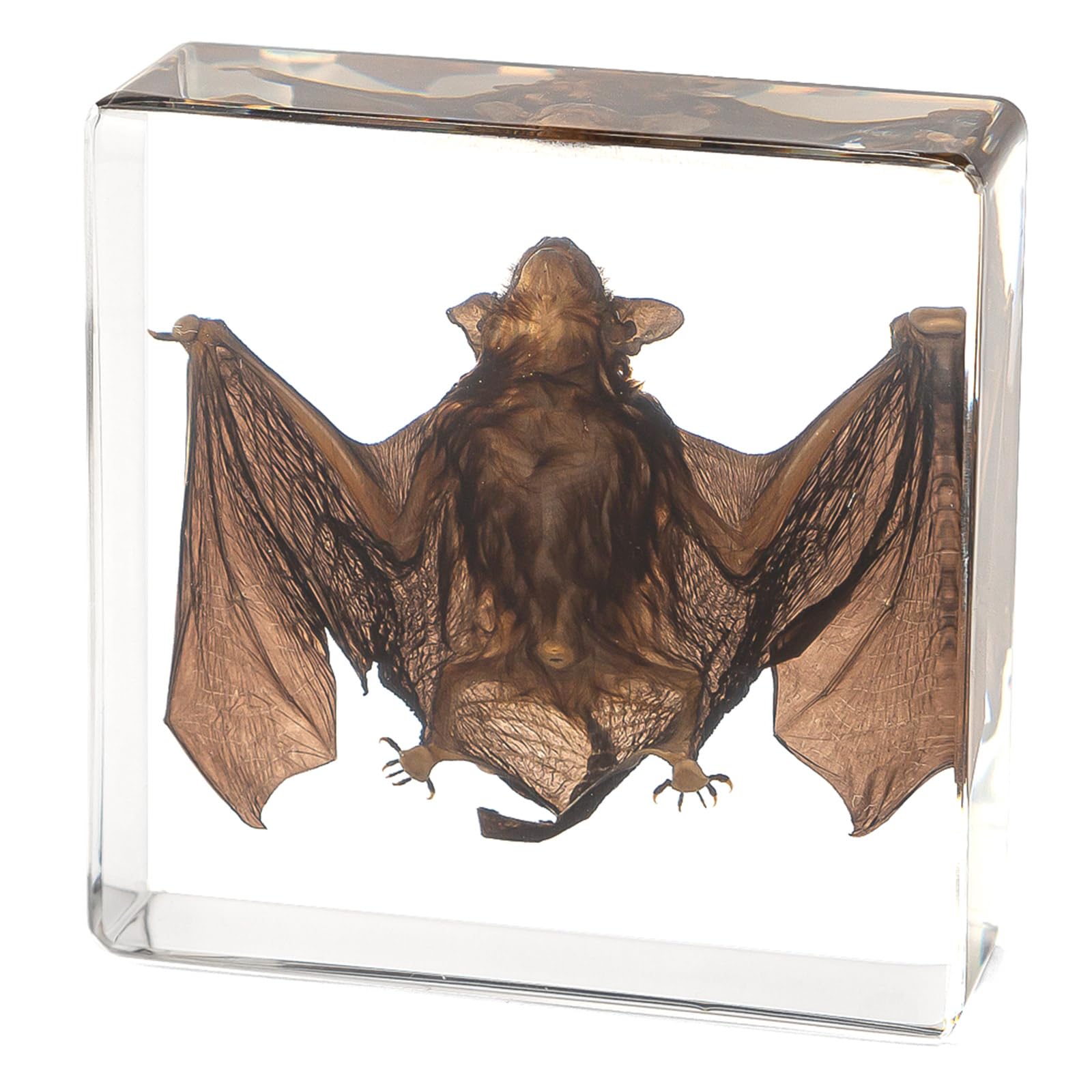 Real Taxidermy Bat in Resin - Taxidermy Animals for Gothic Home Display, Oddities and Curiosities Gifts for Specimen Collector, Family or Friends (Bat)