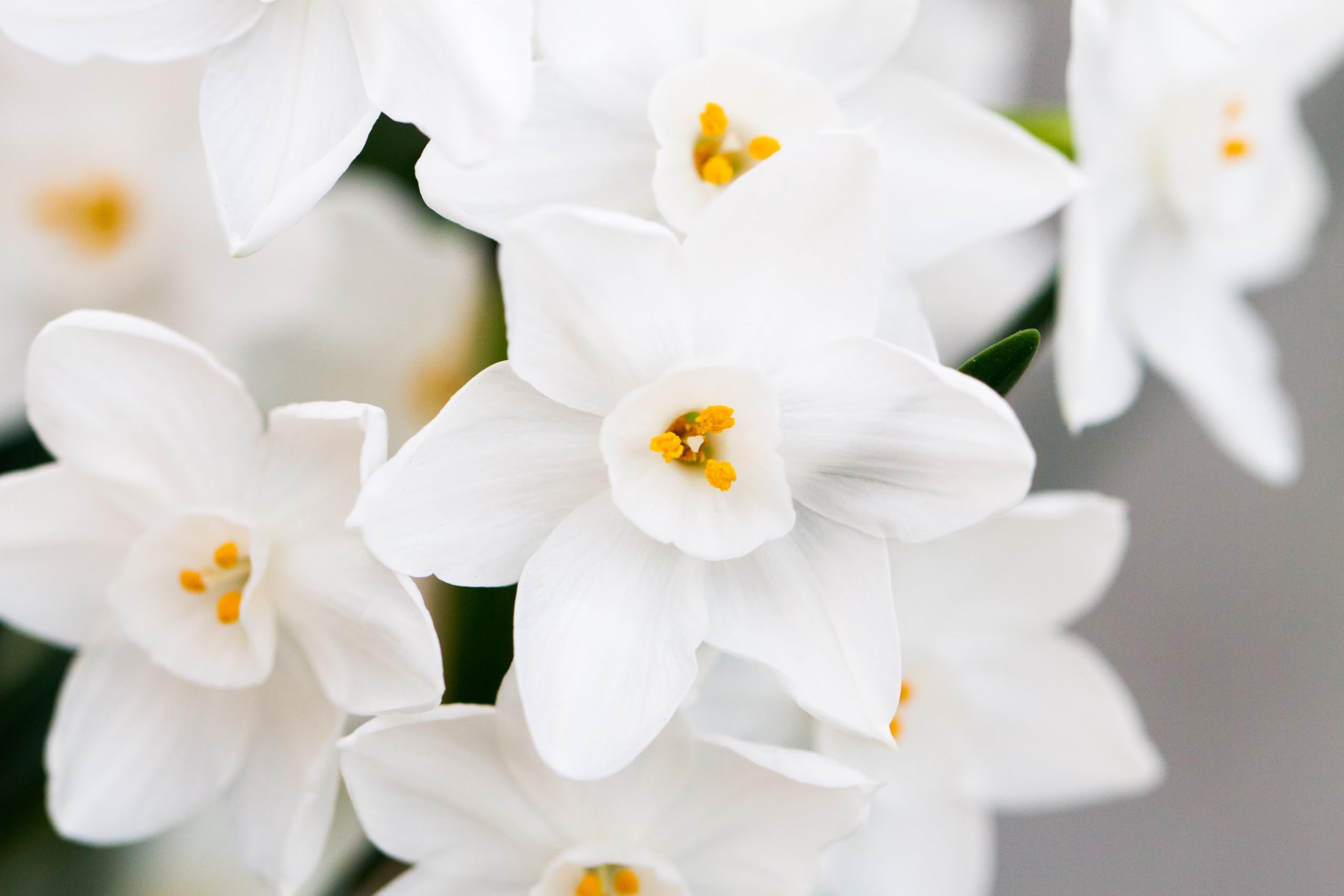Lincolnshire Pond Plants Ltd - Allium Eros Plant Bulb x5 — view 38