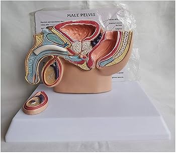 腹部臓器相関―胆道をめぐる臓器相関について [単行本] 腹部臓器相関研究会 臓器モデル 人体臓器 胃解剖モデル 胆嚢膵臓 消化器系断面モデル