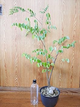 Amazon.co.jp: モリンガ オバリフォリア モリンガ苗 スーパー