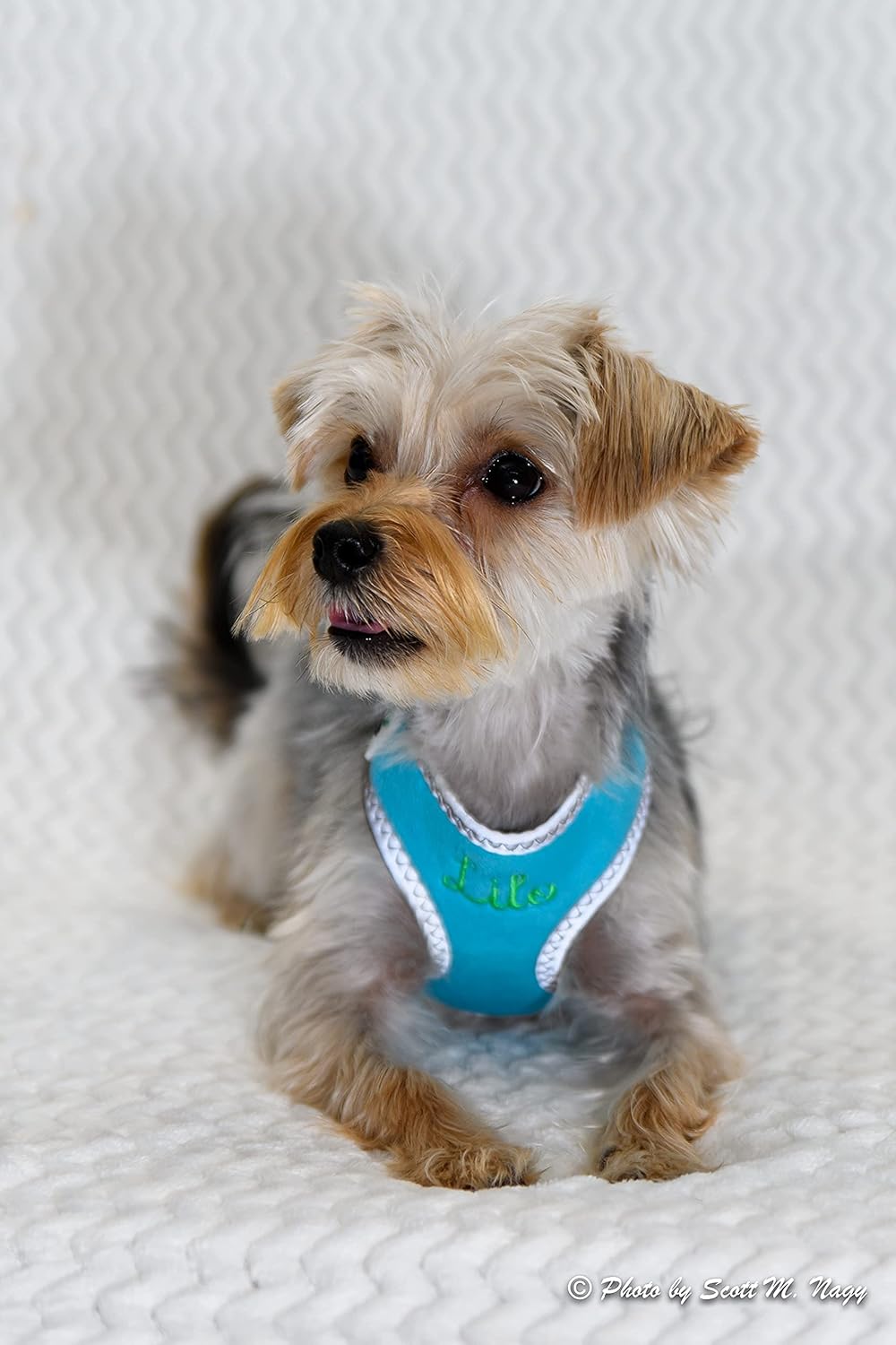 Personalized Dog Harness with Embroidered Pet Name, Soft Padded Reflective Dog Harnesses for Small to Medium Dogs No Pull-Adjustable Plush Puppy Walking Vest (Large, Blue)