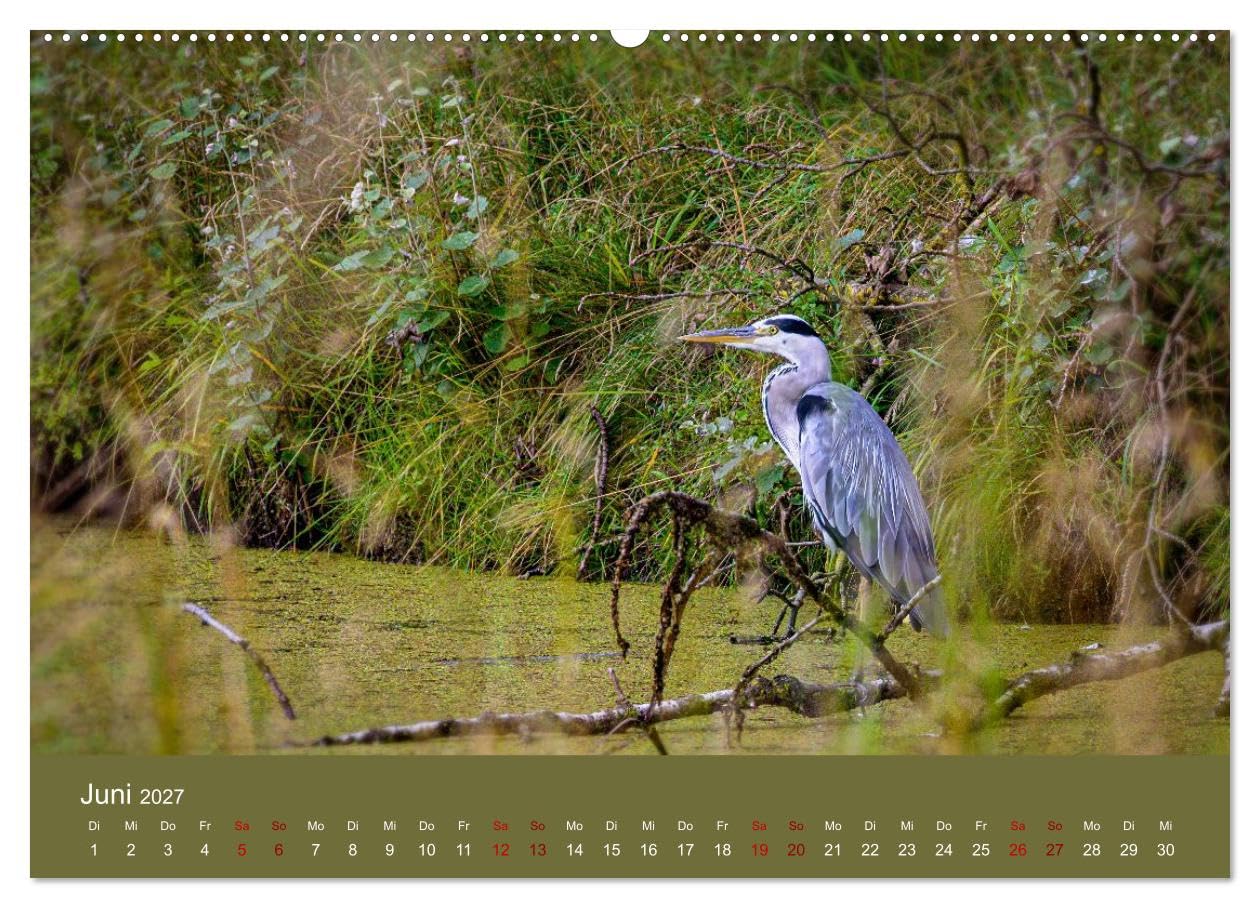 CALVENDO · Reiher in der Elbmarsch (Kalender 2027) | DIN A2 Querformat · Wandkalender · Naturparadies Elbmarsch