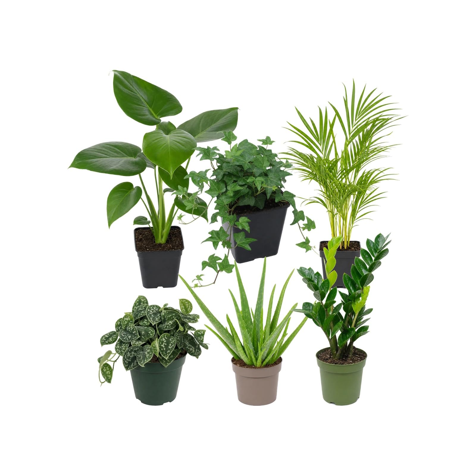 DECOALIVE Selección de 6 Plantas para Exposición Botánica Interior