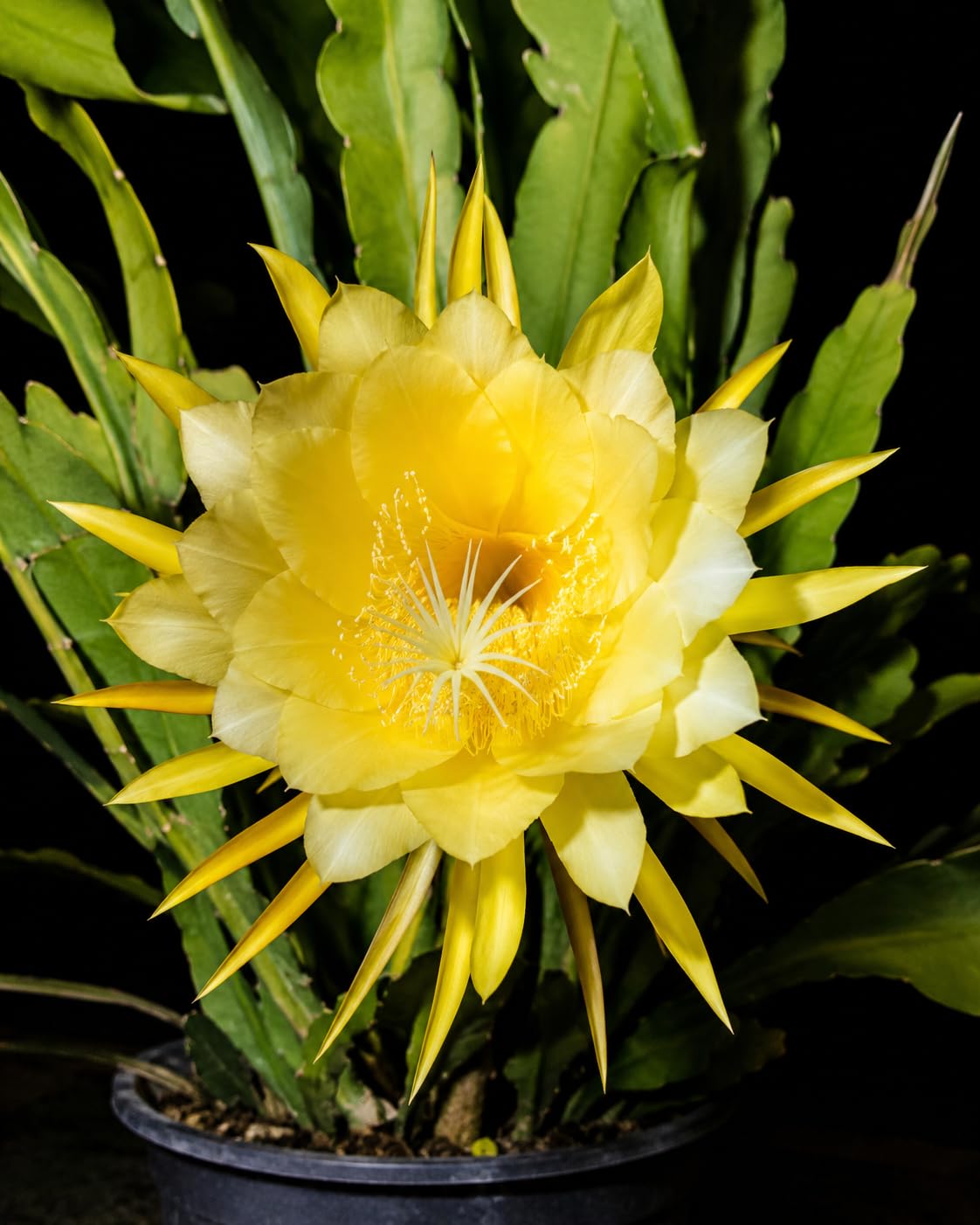 Original Yellow Brahma Kamal Live Plant Traditional Night Blooming Flower for Home Garden Pack of 1, With Pot-image-24