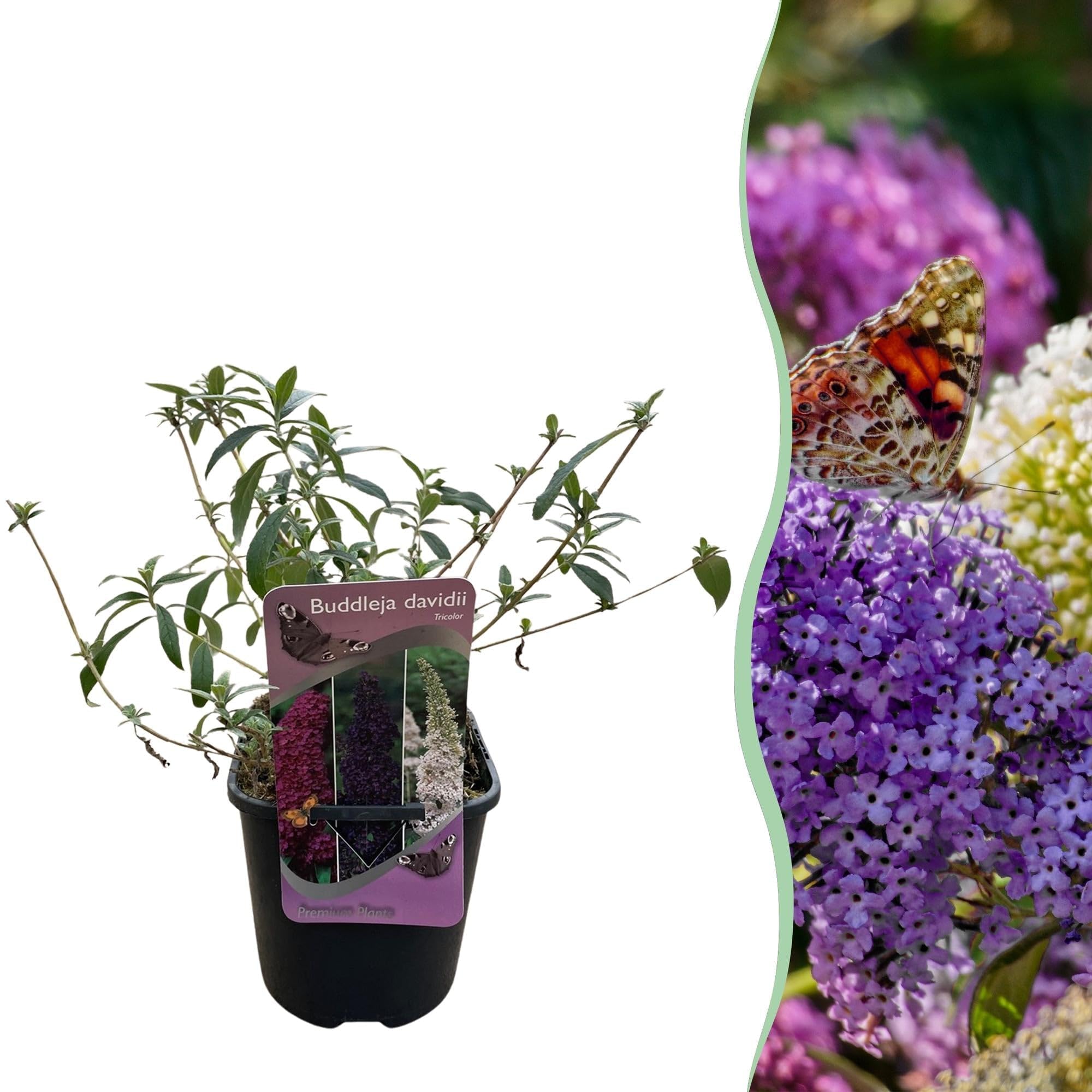 Schmetterlingsstrauch Buddleja davidii Tricolour – Blüten Rosa, Weiß & 17 | bienen, und Schmetterlingsfreundlich, pflegeleicht 1, lange Blütezeit