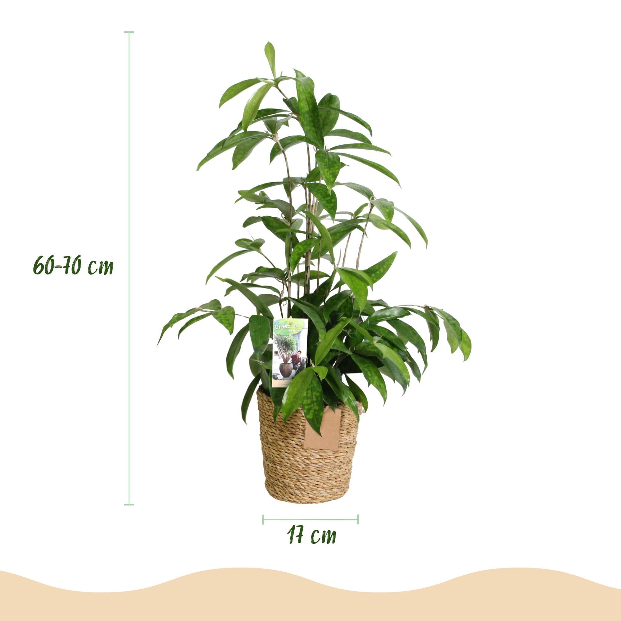 Green boutiQ - Plantes d'intérieur - Dracaena surculosa - Arbre à sang de dragon - Peu d'entretien - avec panier - Vert - 2 Plantes - Pot 17cm - Hauteur 60-70cm