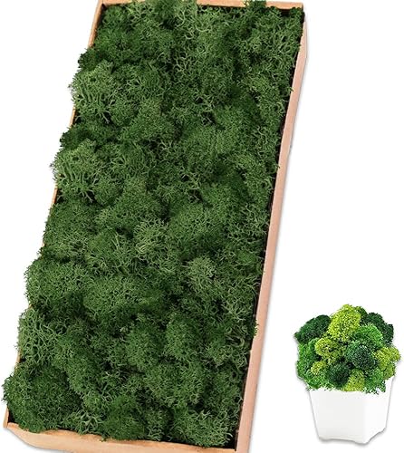 Musgo de reno verde oscuro preservado de 17.6 onzas para plantas en maceta, decoración artesanal para arte de pared, musgo falso para decoración de