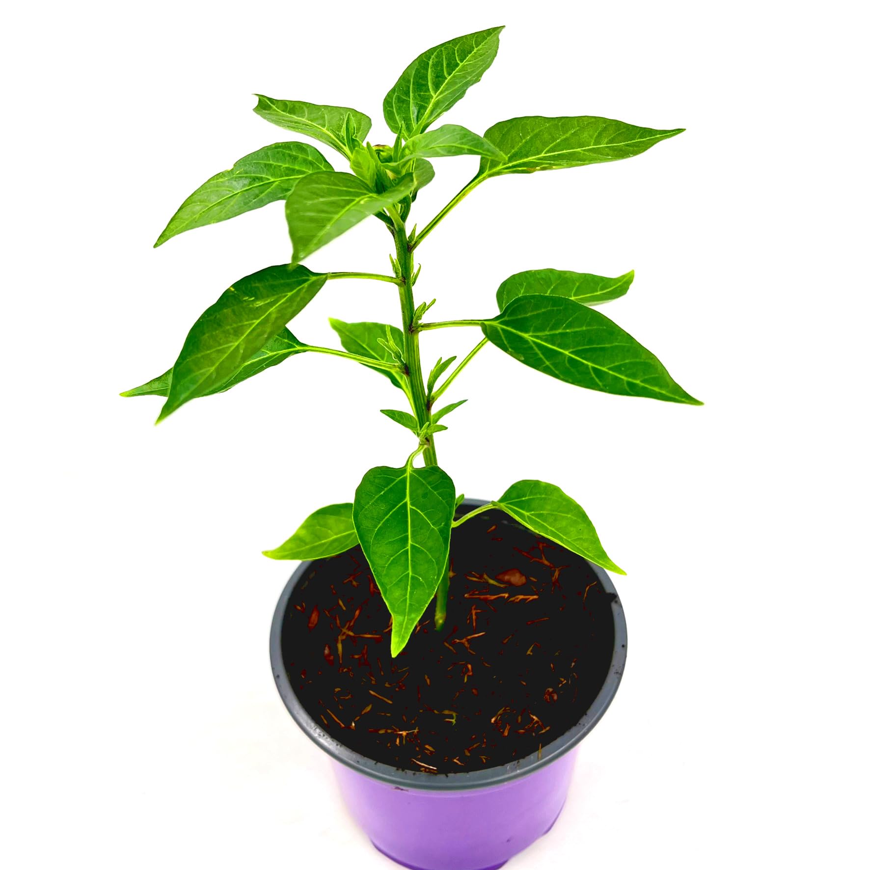 Zitronen Chili Capsicum baccatum 'Lemon Drop' Chili Pflanzen 1stk. :  Amazon.de: Garten