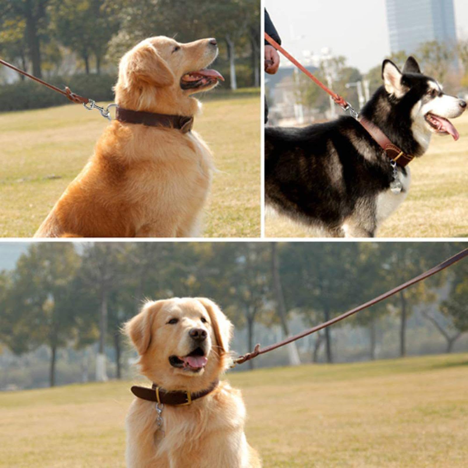 Laisse de sécurité en cuir véritable pour chien, solide, anti-nœuds, pour la marche, la course, la formation, 1,7 m