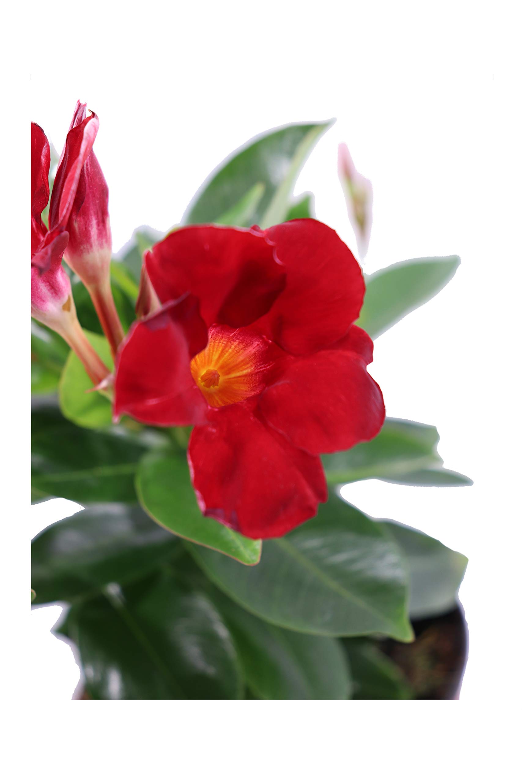 pianta di Dipladenia pianta da fiore di dipladenia da balcone pianta da fiore vera pianta in vaso di dipladenia venduta da eGarden.store (Rosso)