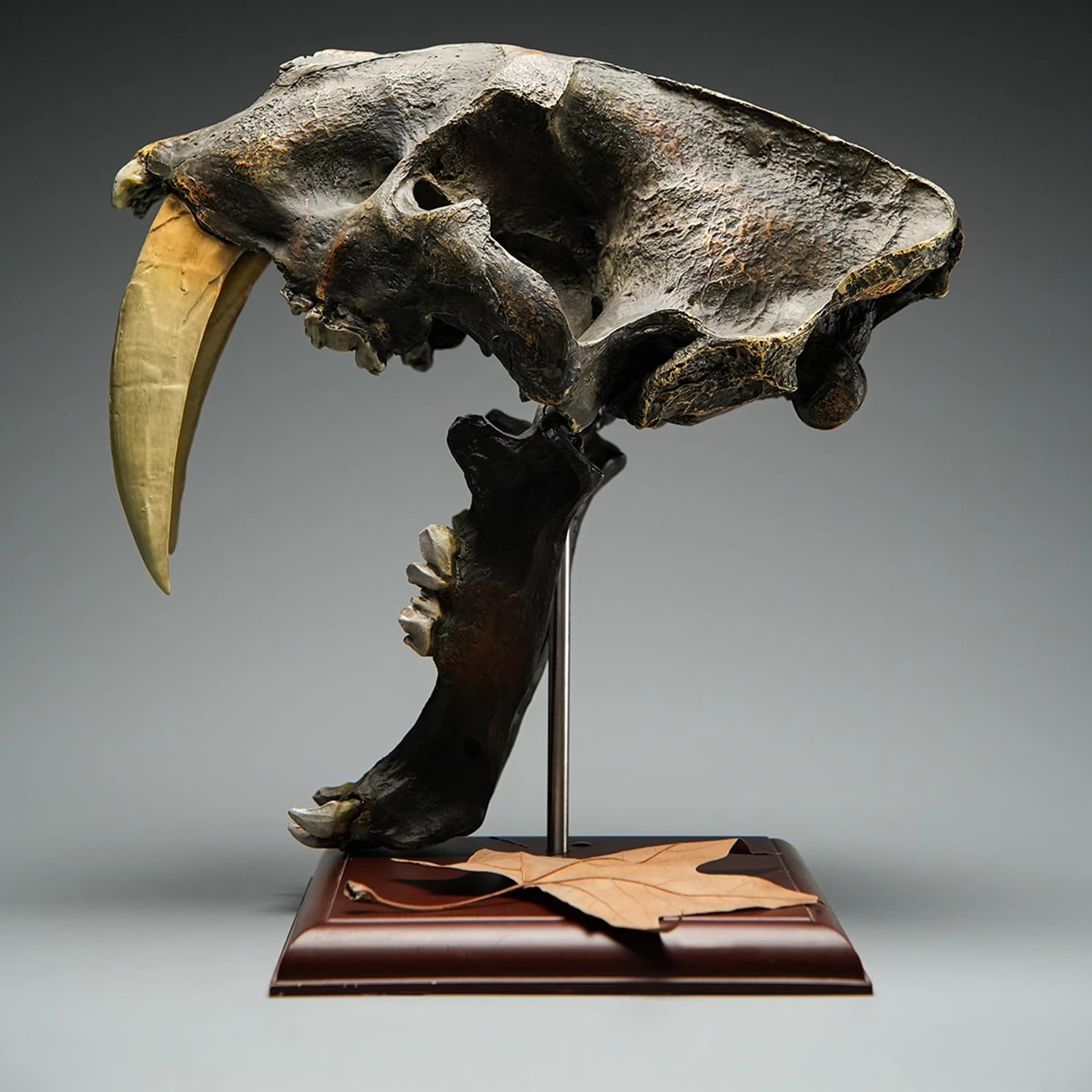 木彫　ジャガーの頭骨模型　12㎝ 木彫 ジャガーの頭骨模型 12㎝