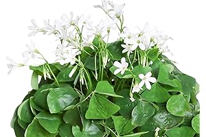 Oxalis Regnellii 'Green Lucky Shamrock' Plant Bulbs: Bringing Luck to Your Gardens