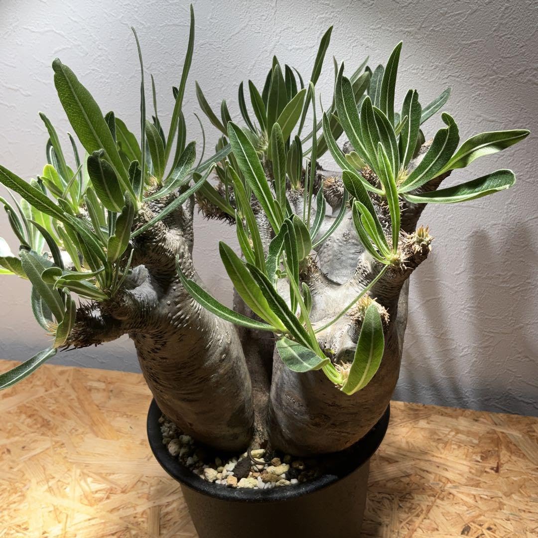 シ323 「現地」パキポディウム イノピナツム 多頭 抜き苗