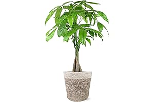 Just Add Ice Money Tree in Boho Ivo Jute Pottery, Live Indoor Real Plant