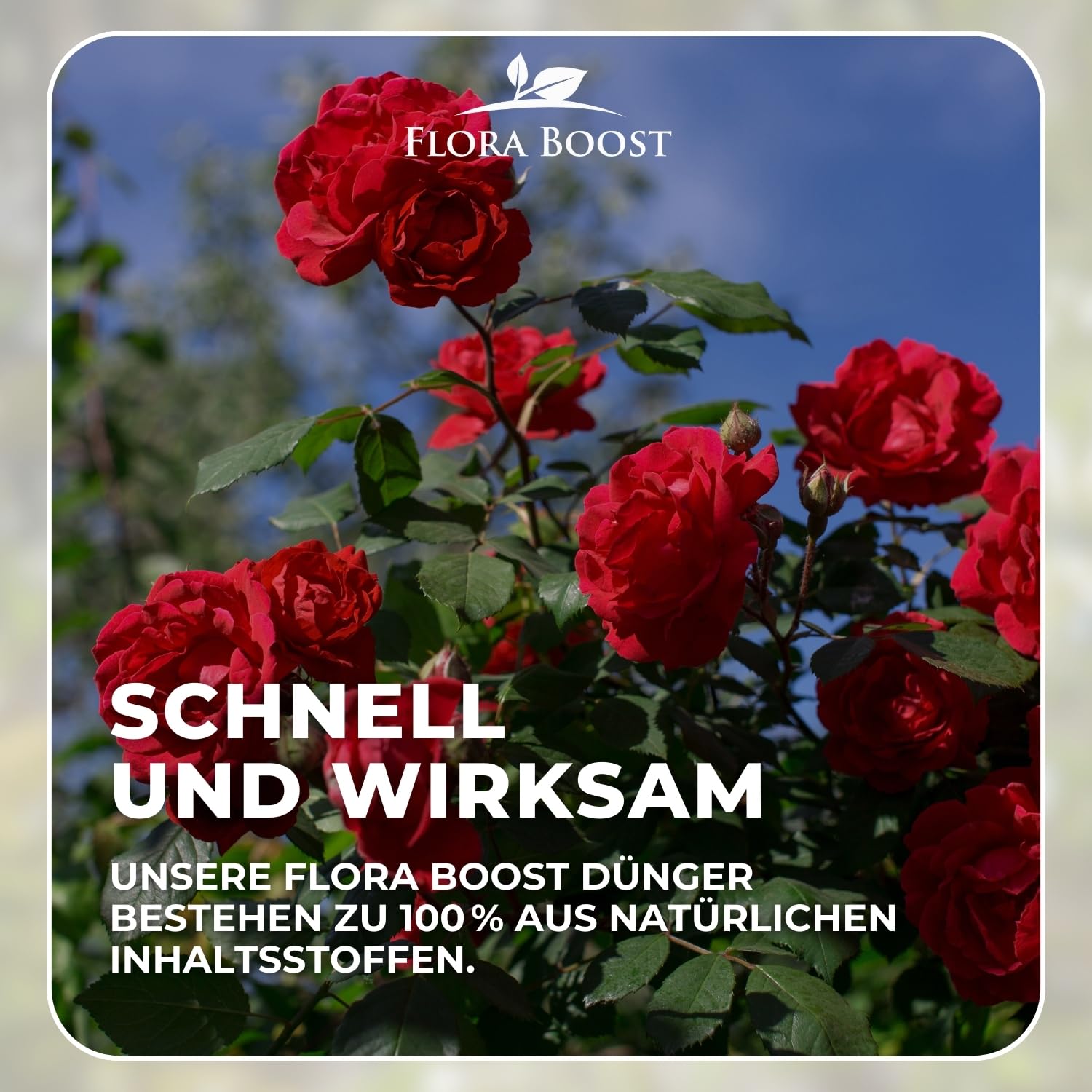 Konfitee Rosen Dünger Flora Boost 5000ml I Für bis zu 1000L Gießwasser I Langzeitdünger für alle Arten von Rosen geeignet I Flüssiger Blatt- & Wurzeldünger I 100% natürlicher Pflanzendünger