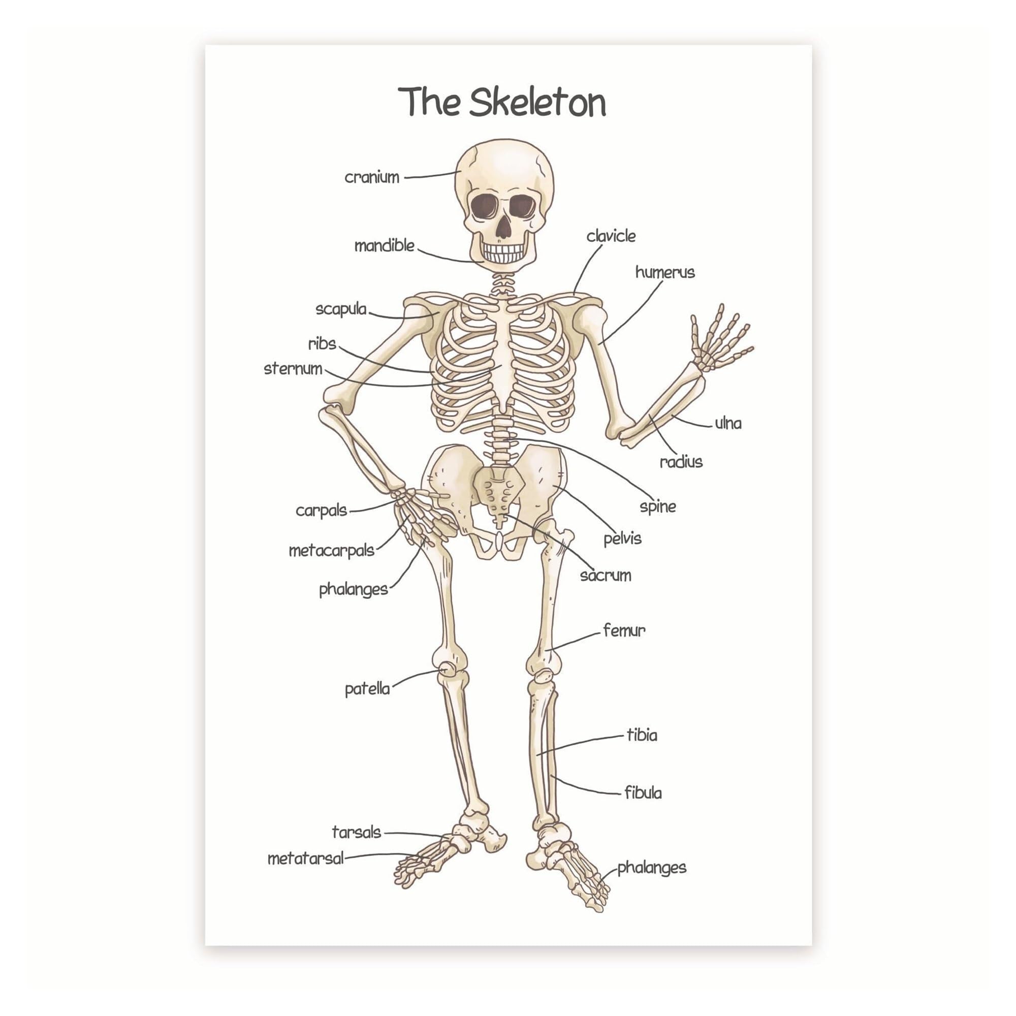 Study Reference Metal Sign Anatomical Chart of Human Skeleton Bone Structure Educational Wall-Art for Classroom Clinic Office 8 X 12 in