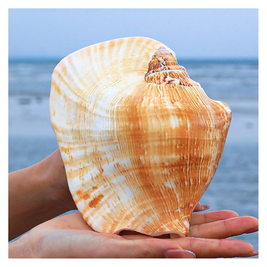Amazon.co.jp: 仏の耳海カタツムリ天然超大型巻き貝シェル