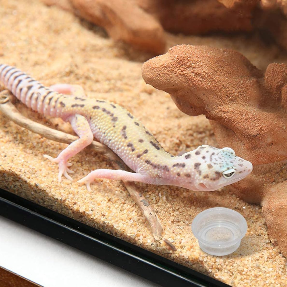 Ciotole per rettili 100 pezzi trasparenti per cibo per gechi Ciotole per rettili in plastica Ciotole per cibo per gechi Contenitori per acqua per gechi crestati Lucertole Piccoli animali domestici