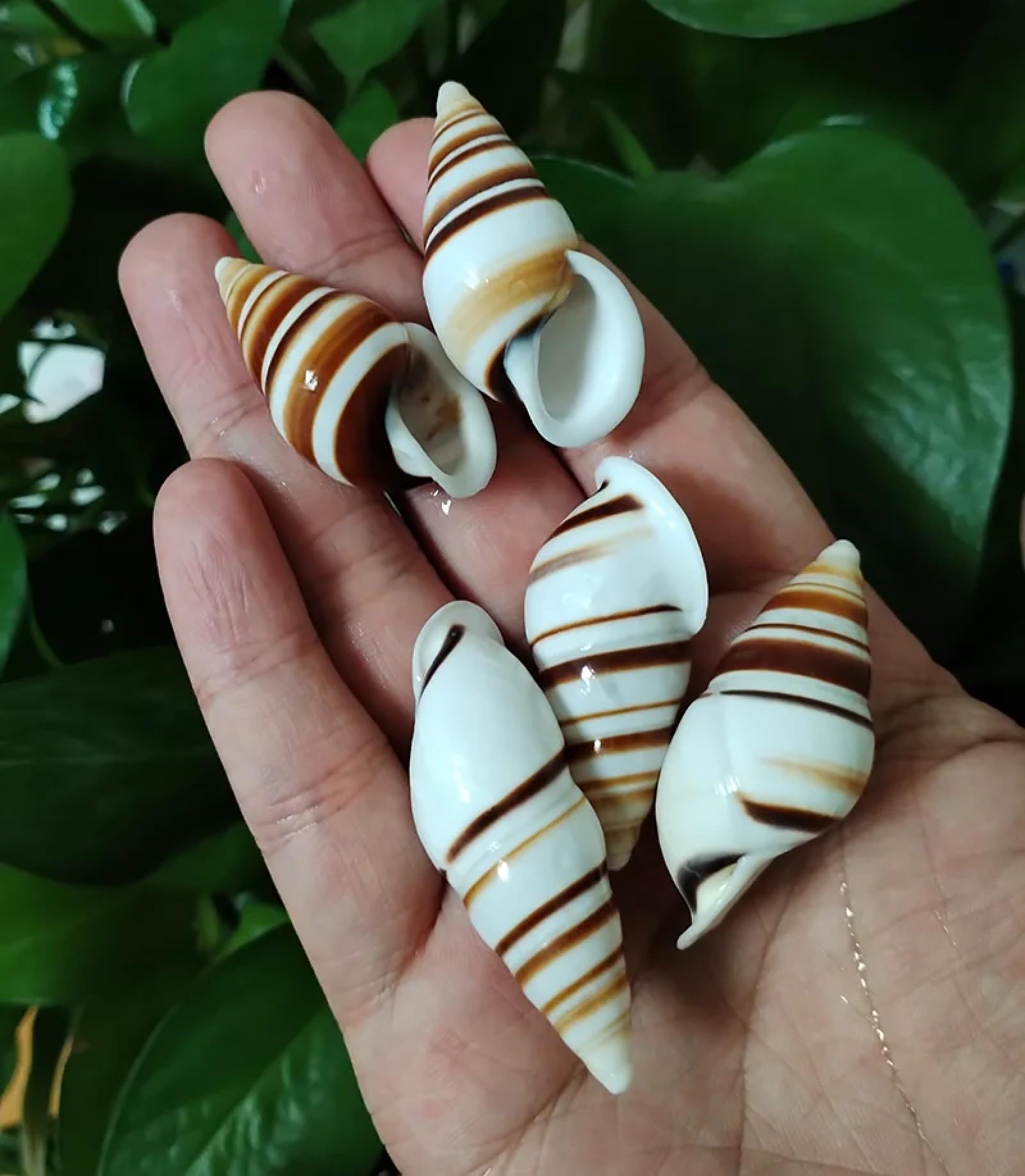 Conchiglie per artigianato, 5 pezzi, 3-6 cm, conchiglie naturali, lumaca, esemplare, lumaca, acquario, ornamenti per acquari, eremita, granchio, cono morso di pulci