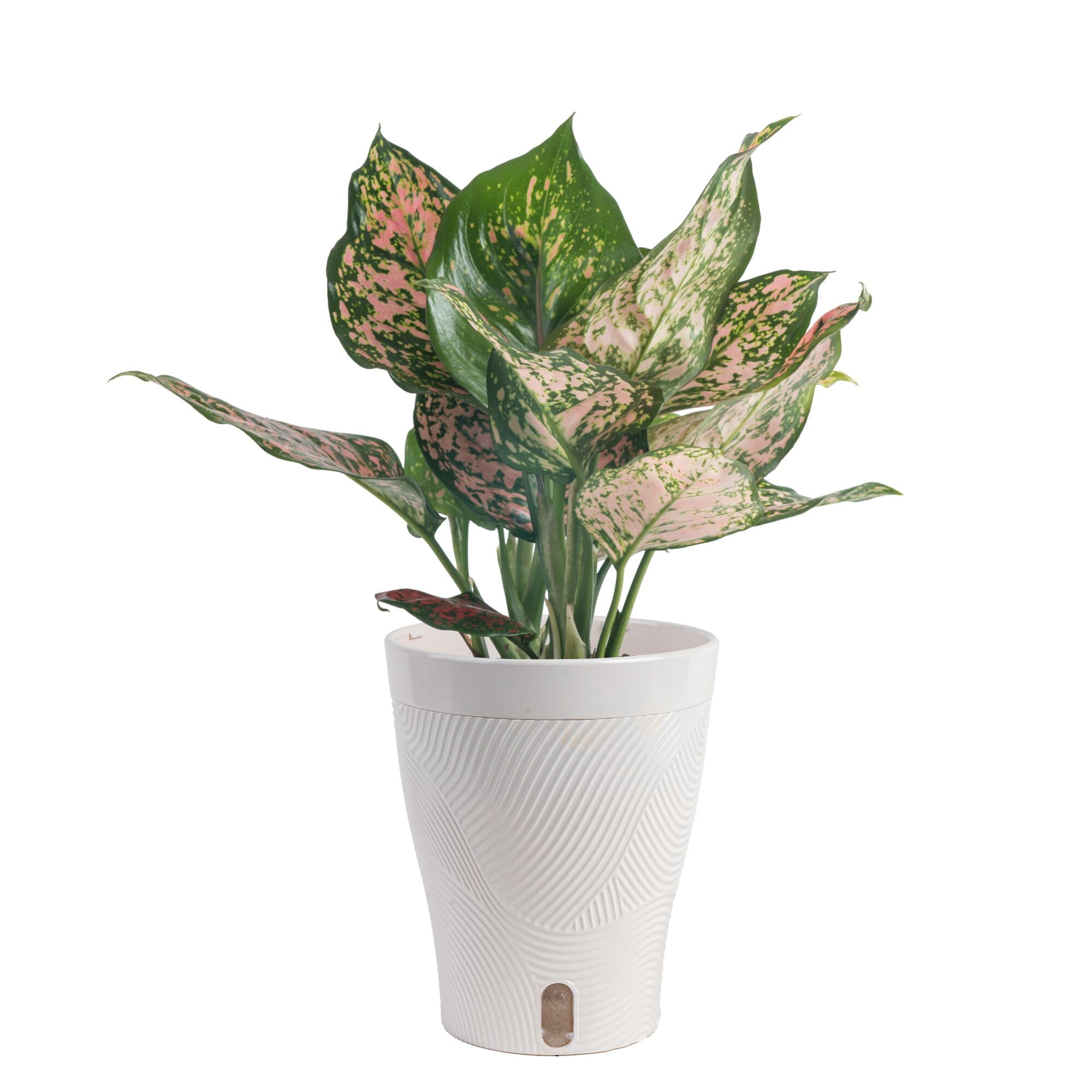 Costa Farms Trending Tropicals Aglaonema Live Indoor Plant, Self Watering Décor Plant Pot, 1 Foot Tall