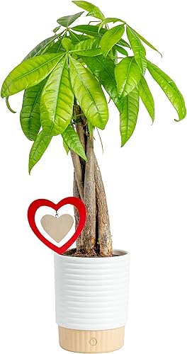 Miniatura 13 de Costa Farms Árbol del Dinero Planta viva en maceta de plástico, fácil de mantener, gran planta de interior para casa, perfecta para decoración