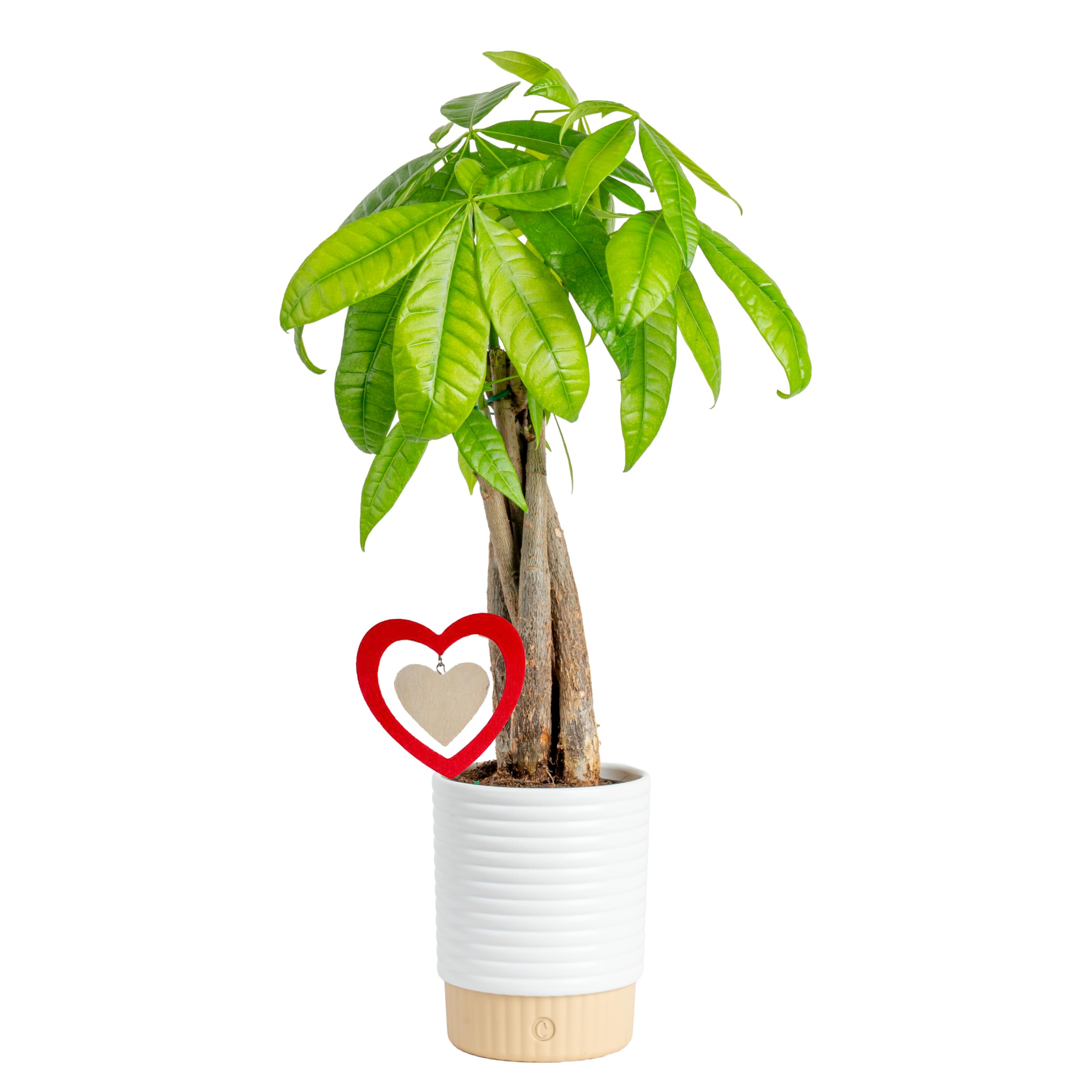 Costa Farms Money Tree with Heart