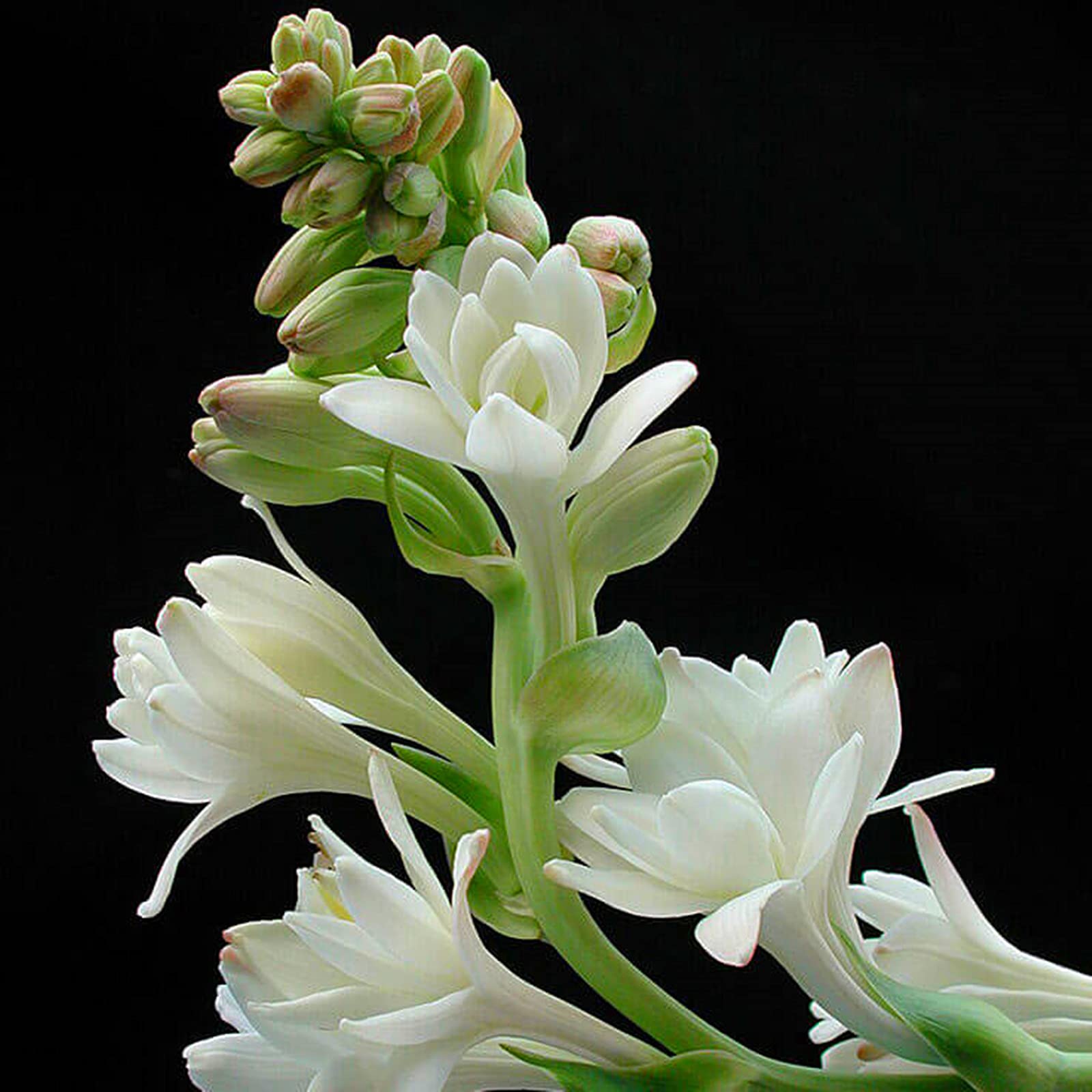 Bulbi di tuberosa/Misti/Bulbi di tuberosa selezionati/Resistenti al freddo e alla siccità/Adatti per la decorazione di giardini e balconi 【NVNJHJN】-15 bulbi-E