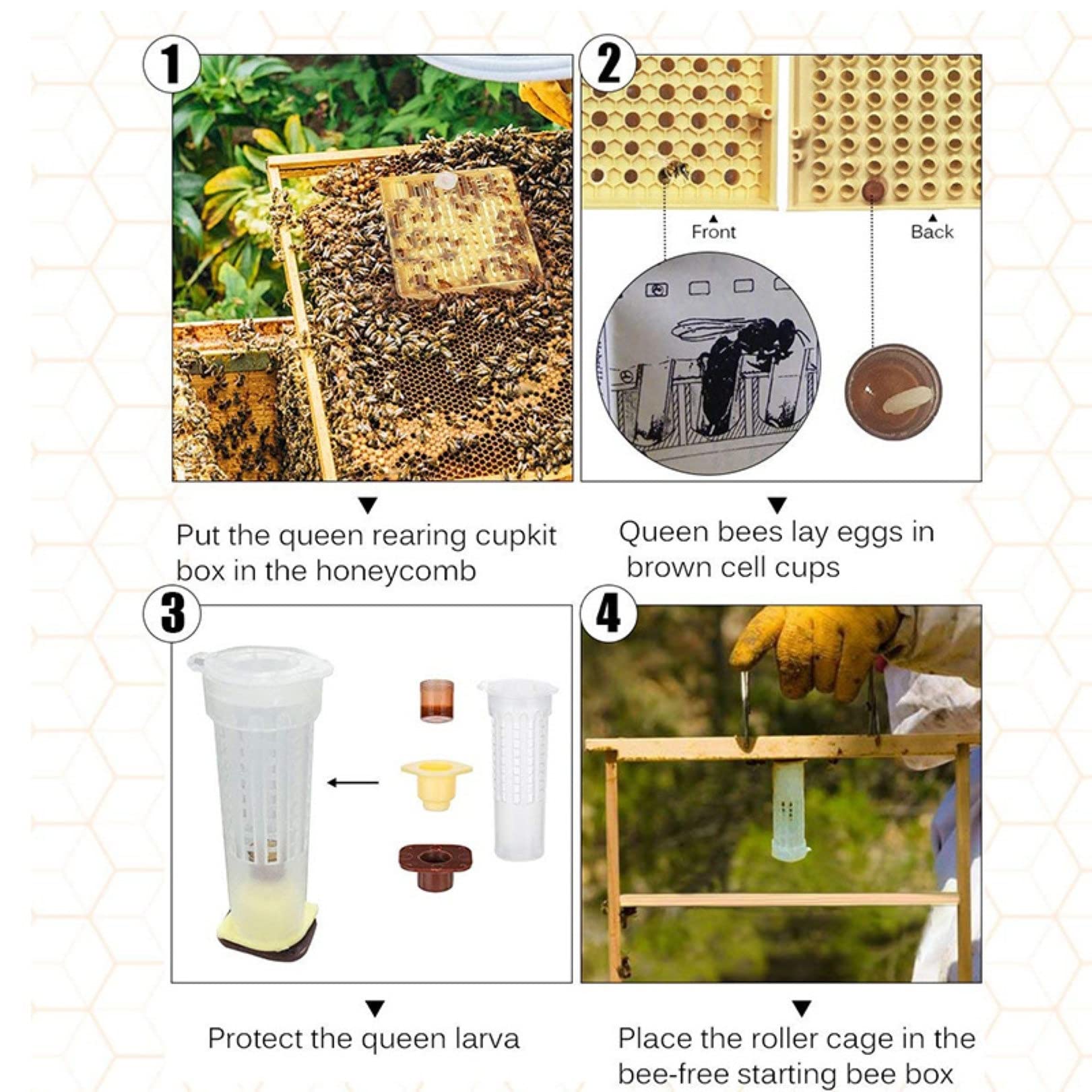 Kit Élevage Reine Abeilles Complet - Outils Apiculture Avec Cellules, Cages Et Aiguille Greffe