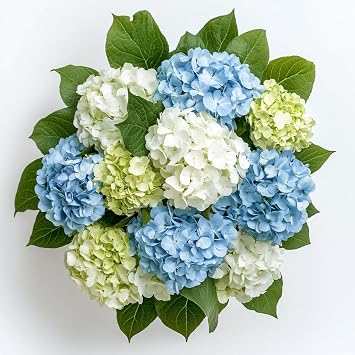 GlobalRose 10 Assorted Hydrangeas Responsibly Sourced Flowers Hand-Picked Flowers Fresh Bouquet for Graduation, Anniversary, Birthday & Special Occasions
