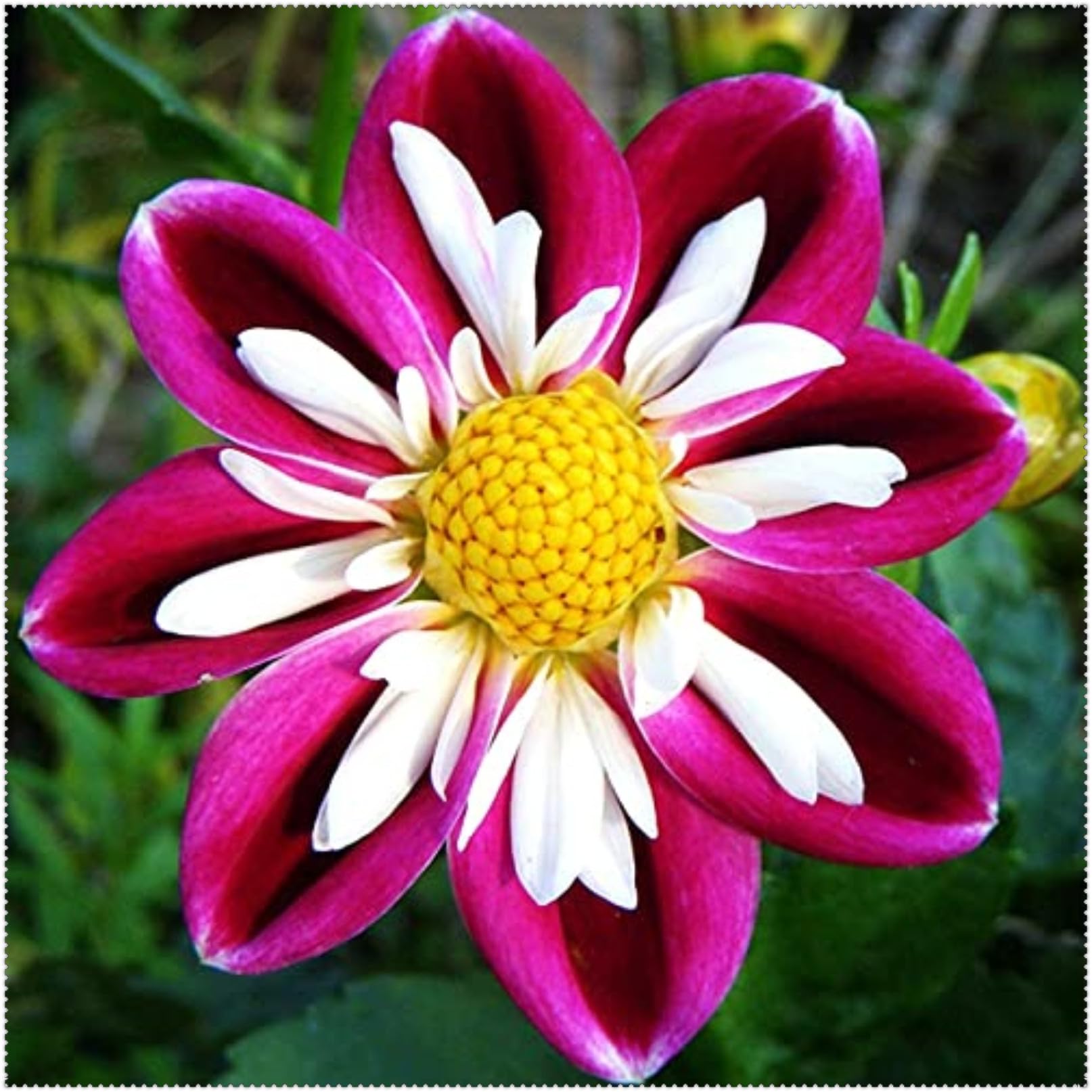 Dahlia Bulbs Mix for Planting Now UK/Greening Flower/Good for Containers/Strong Plants That Grow Well/Natural Organic/Cut Flowers/Wedding Flowers.-10bulbs-D