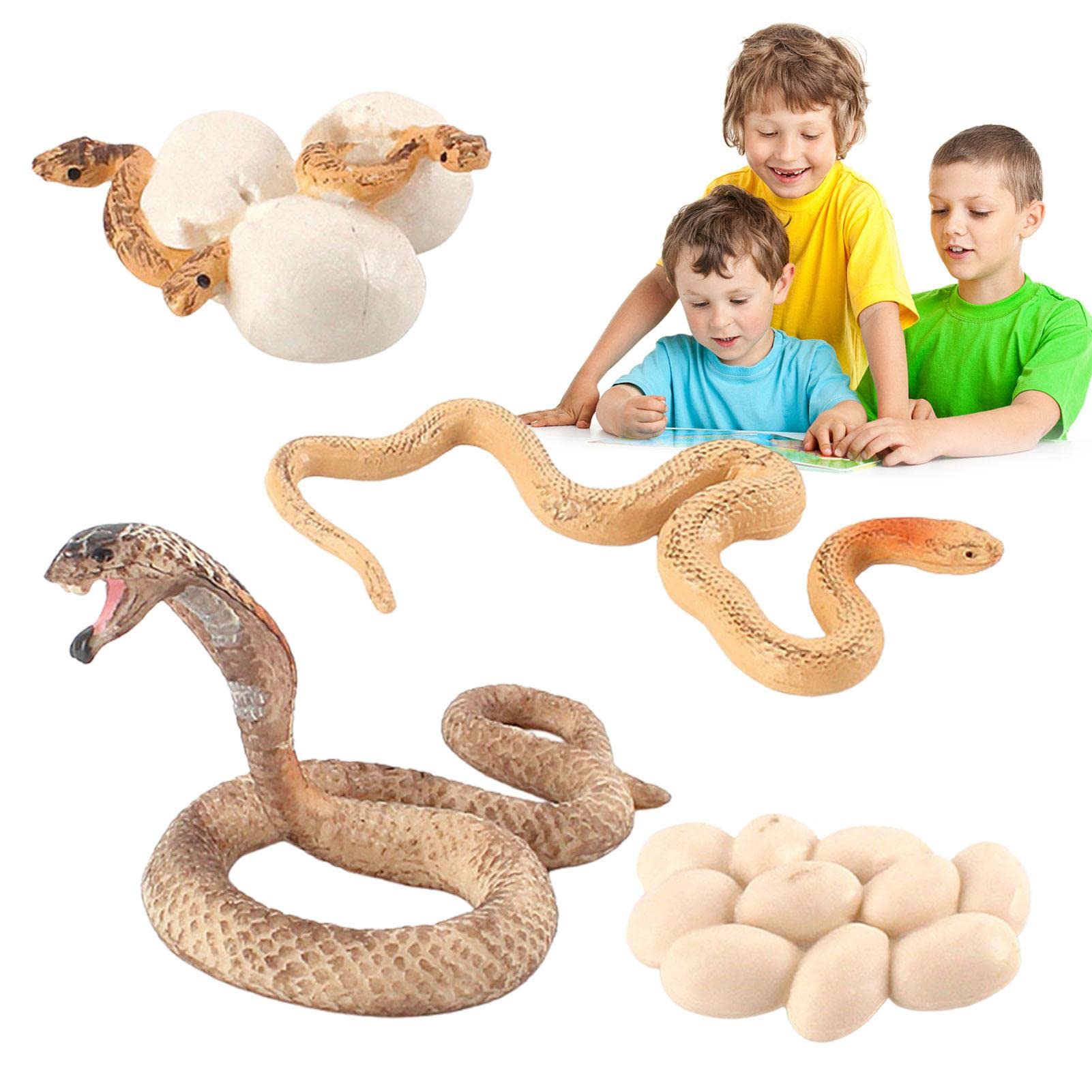 Snake Growth Cycle, Growth Cycle Of Boa Snake, Snake Egg Model Snake Cub Model Toy, Teaching Education Props For Kids Children, J-