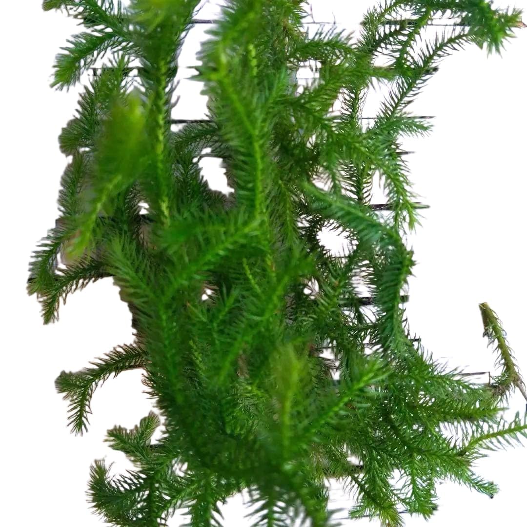 Amazon｜ヒカゲノカズラ苗1株 観葉植物｜観葉植物 オンライン通販
