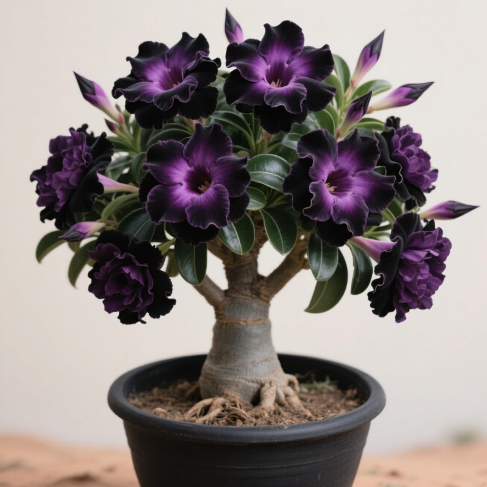 Perennial Desert Rose Bulbs,Rare and Beautiful Adenium Bulbs in Bulk,Professional Planting for Stunning Garden Displays-3 Bulbs-H