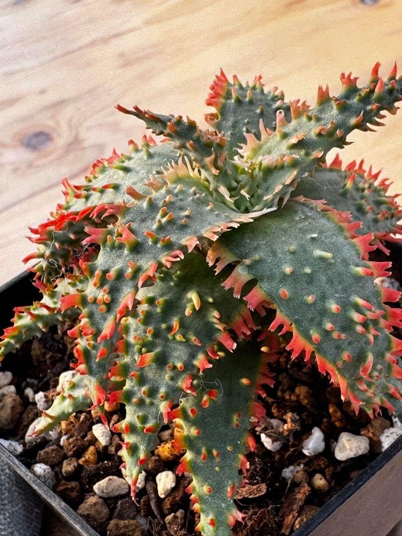 リクエストアロエ ハイブリッド Aloe hybrid 第四種 R2 アロエ リクエストアロエ ハイブリッド Aloe hybrid 第四種 R2 アロエ