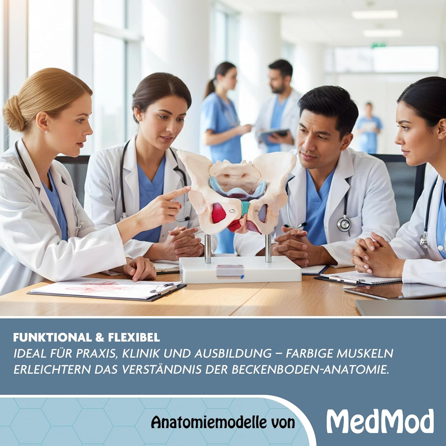 Anatomie Modell weiblicher Beckenboden Lebensgroß weibliches Becken | Becken mit Muskeln für Schule, Studium und Anatomie-Training, Lehrmodell