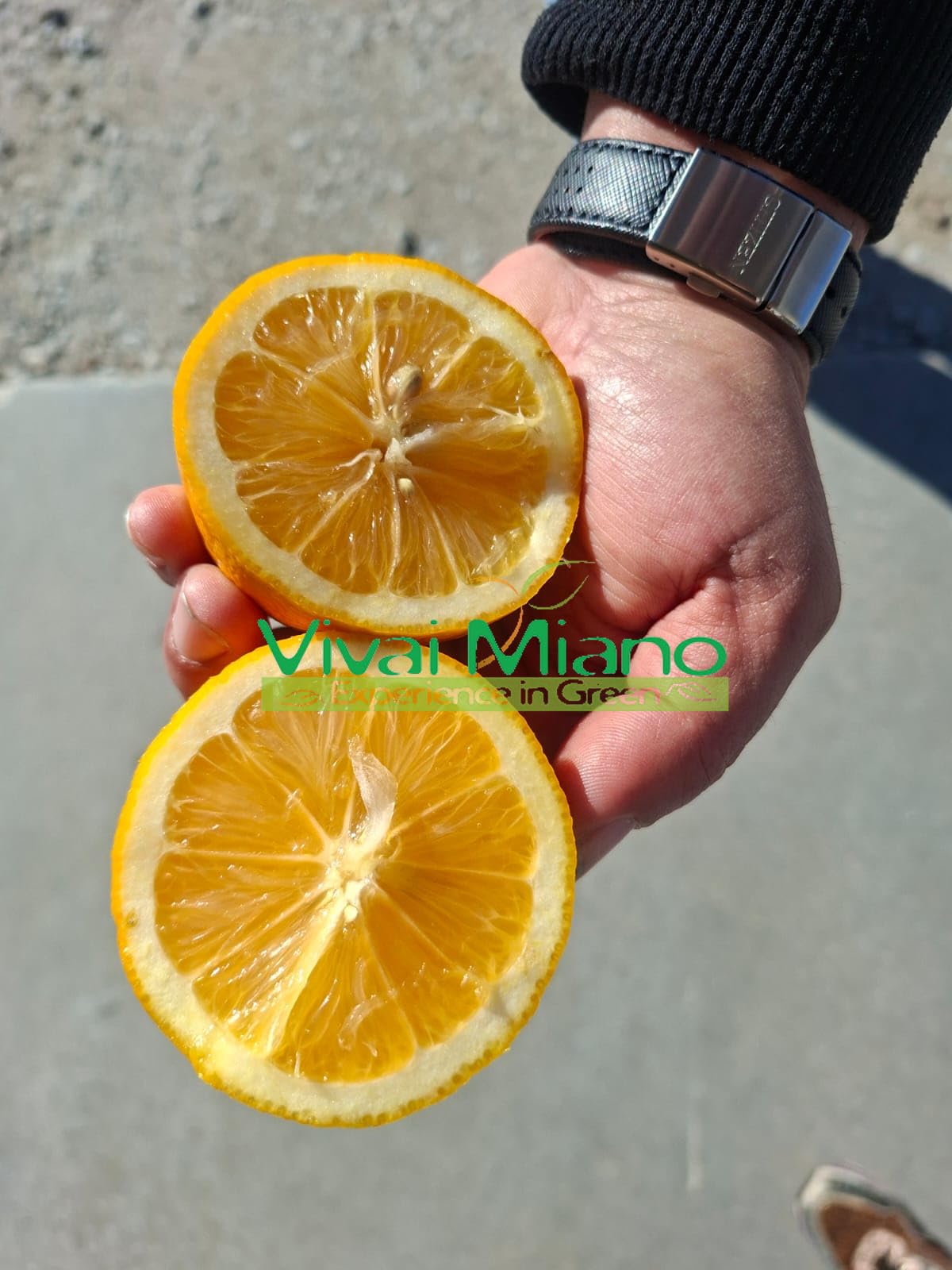 Pianta di Limone Meyer (vaso - 20) - Immagine reale