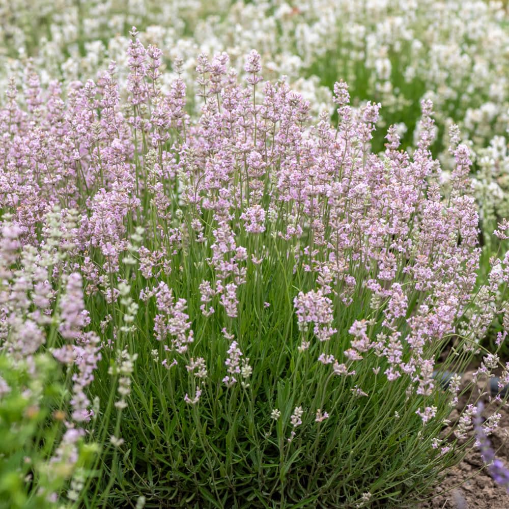 Yougarden Pink English Lavender, 'Rosea', Fragrant Hardy Evergreen Shrub, Pollinator Friendly Patio Garden Colour, Ready To Plant 9Cm Pot