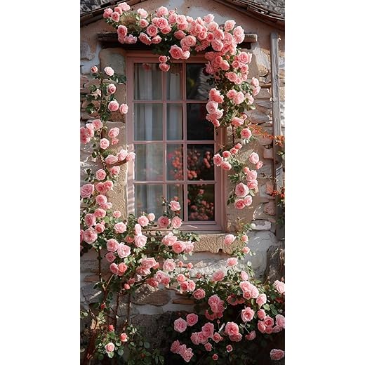 Climbing Rose Plant with Pot