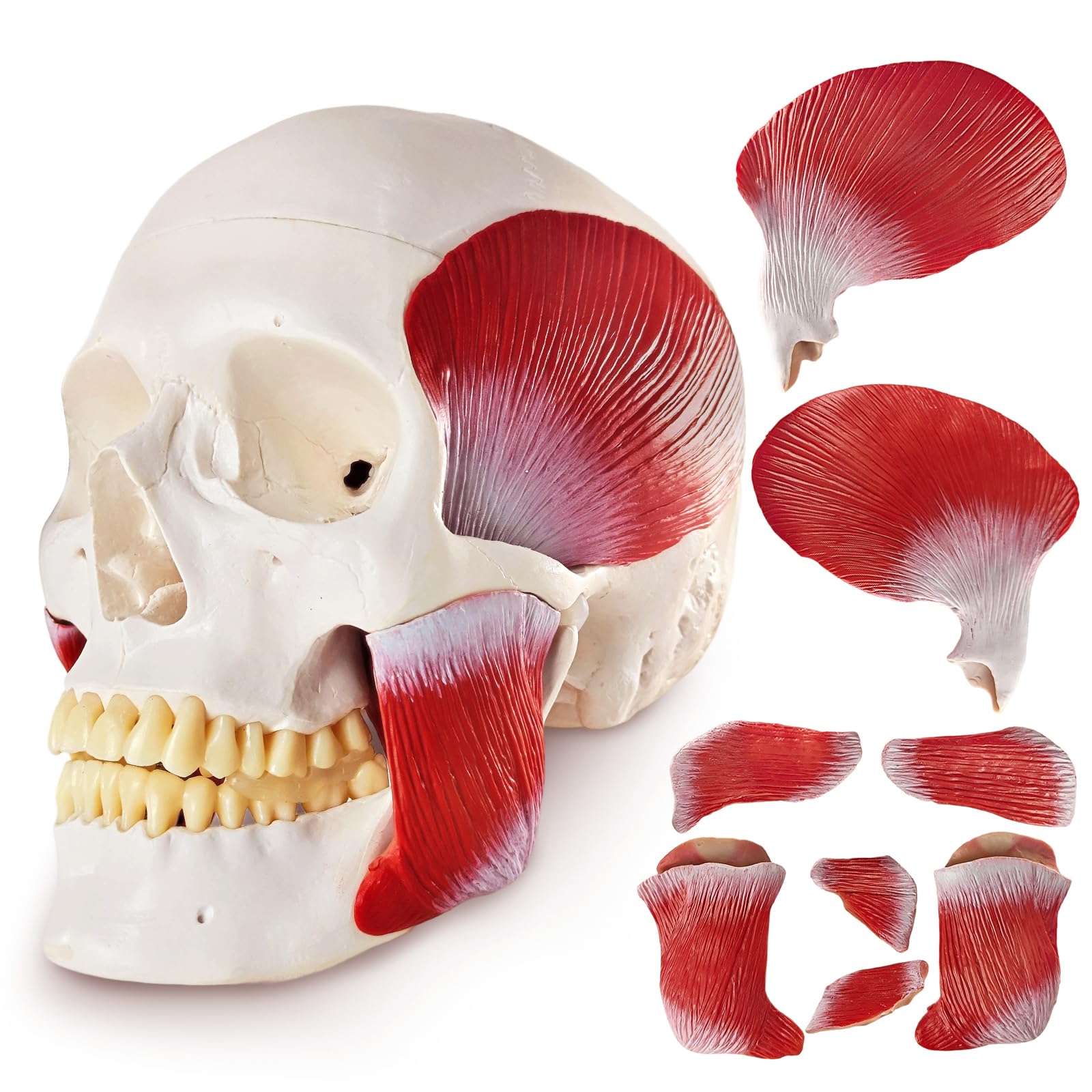 Menschliches Anatomie-Schädelmodell, Mit Kaumuskulatur, 1:1 Lebensgröße | EVOTECH SCIENTIFIC Schädel-Anatomiemodell, Geeignet Für Anatomiestudium, Bildung Und Lehrzwecke