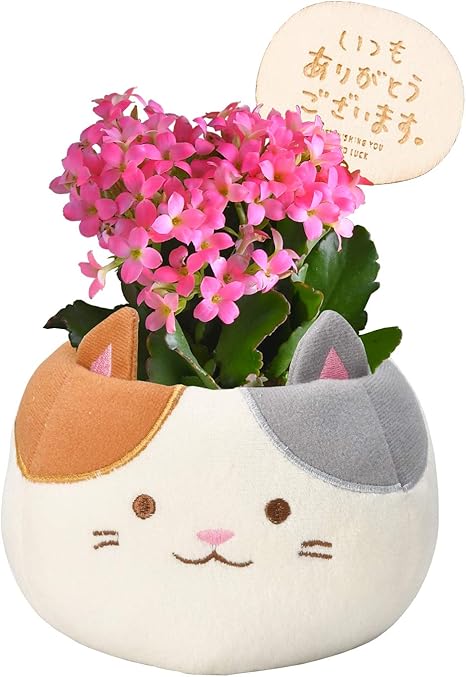 Amazon Amazon限定ブランド 花のギフト社 カランコエ鉢植え からんこえの花 カランコエ 花鉢 鉢花 観葉植物 オンライン通販