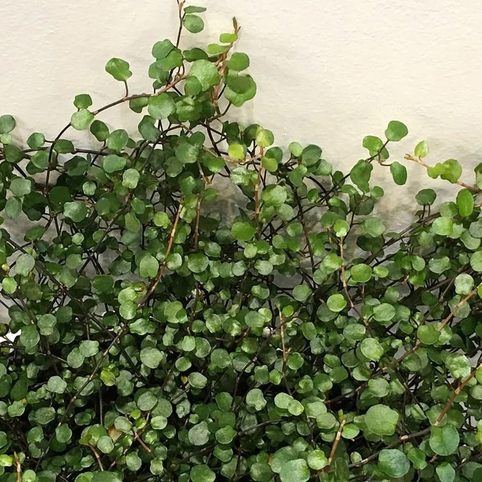 Plant Theory 10cm Muehlenbeckia Complexa Maidenhair Green Flowering Vine Outdoor Climbing Plant 9cm Pot