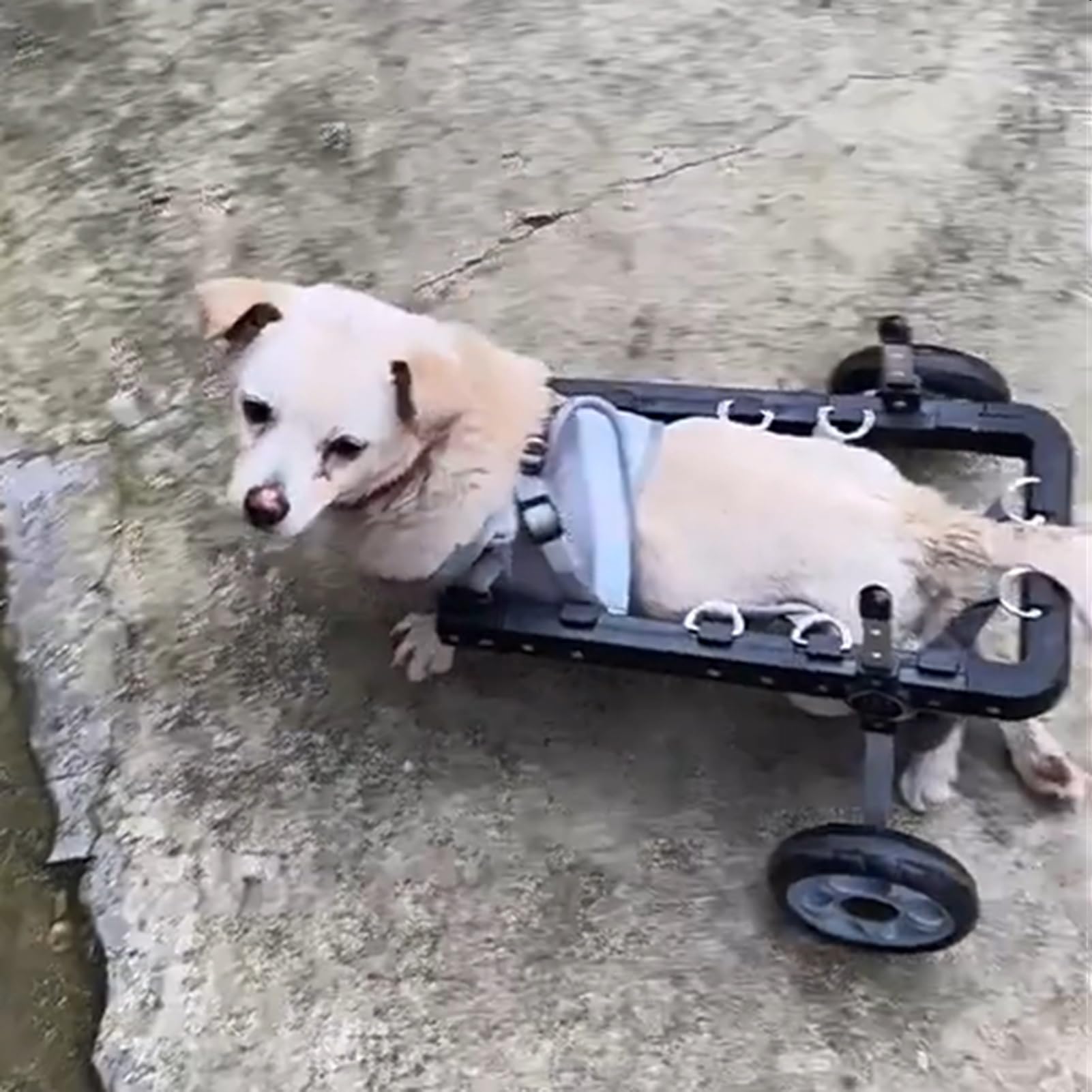 Carrozzina Regolabile per Cani e Gatti di Piccola/Media Taglia, ausilio per la Mobilità a 2 Ruote, Carrello Nero per Animali disabili, Ideale per Animali Anziani e deboli (Taglia M)