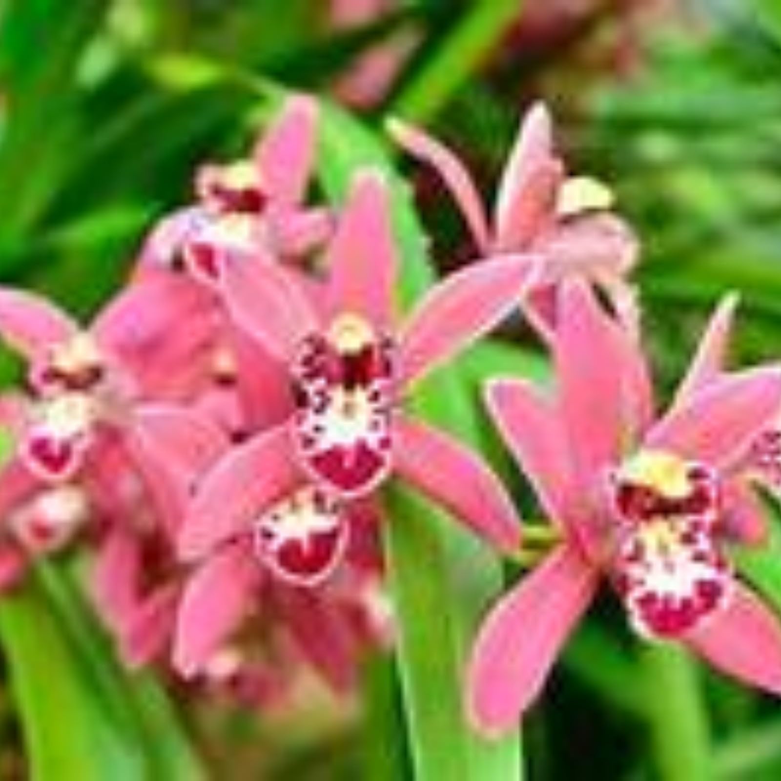 Bulbi Orchidea Cymbidium - 5 Pezzi, Piante Vere, Per Giardino O Interni - Foto 3