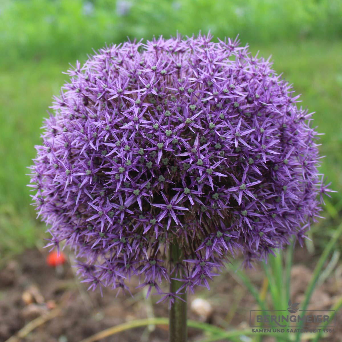 Blumenzwiebeln Alliumzwiebeln Allium Globemaster Riesenball (25 Zwiebeln)