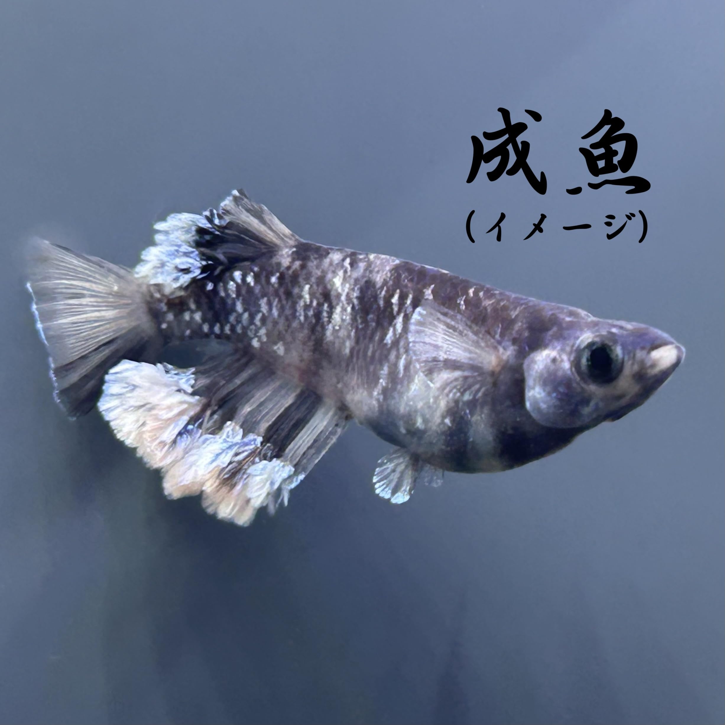 Amazon | R7.4/6 ﾘﾘｰｽ！ オセロ 【 ペア 】（夢中めだか様から直接 