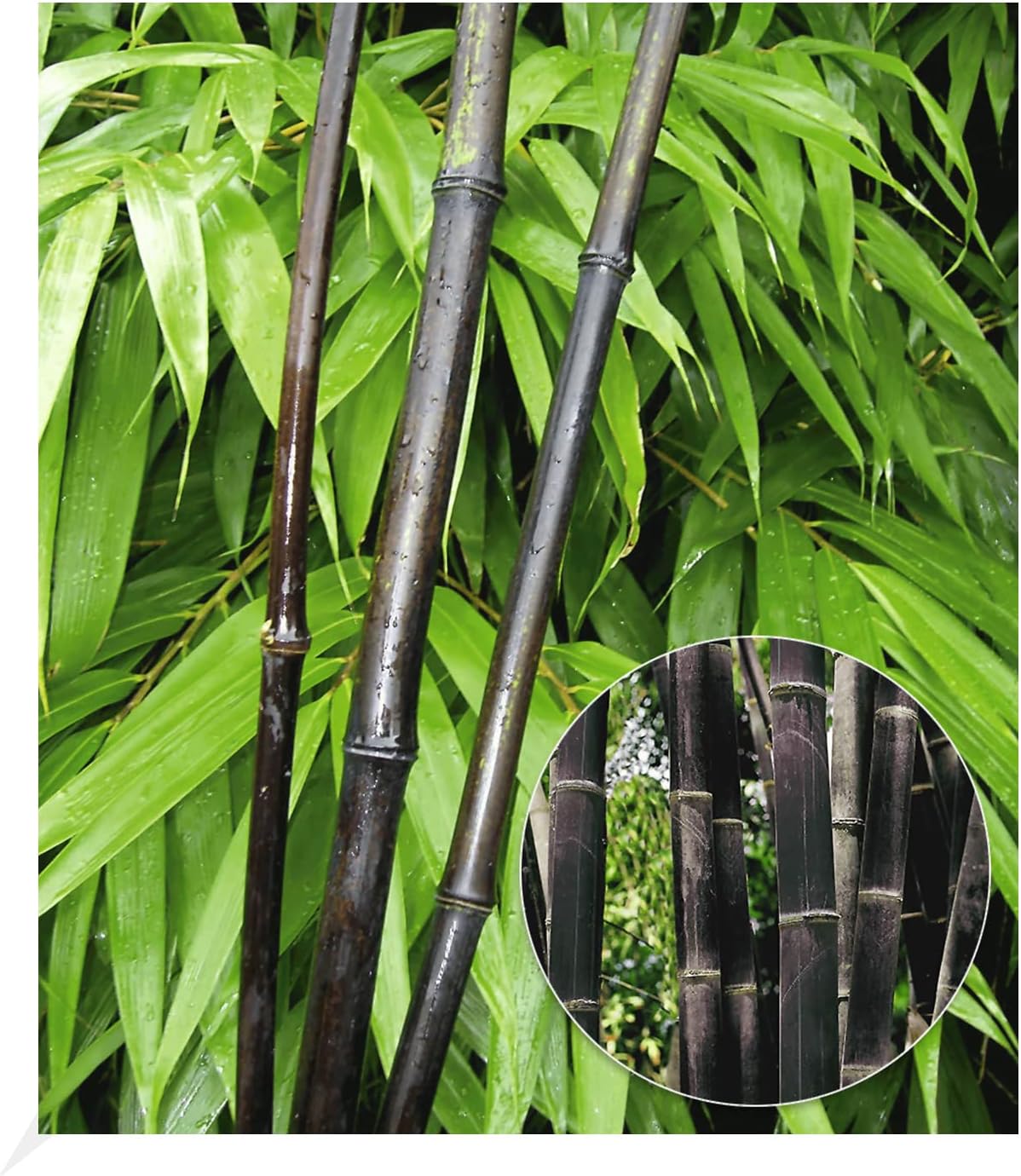 BALDUR Garten Schwarzer Bambus 'Black Pearl', 1 Pflanze, Fargesia