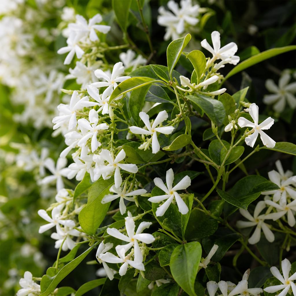 Amazon.com : Star Jasmine | 10 Live Plants | Trachelospermum
