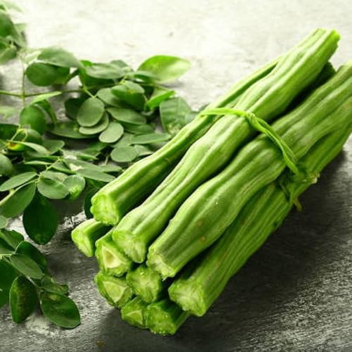 Miniatura 6 de CHUXAY GARDEN Semilla de árbol de rábano picante, 50 semillas, planta de moringa, árbol milagroso, perenne, árbol de hoja perenne, plantas exóticas