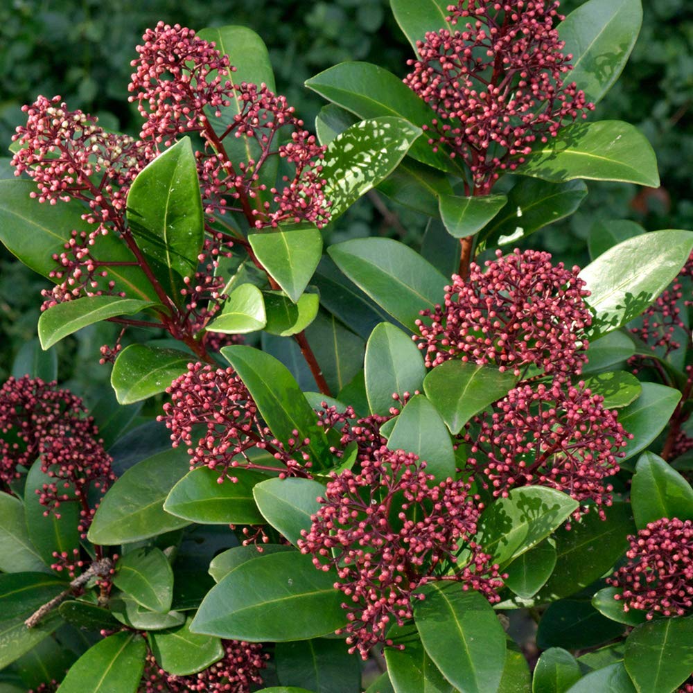 Skimmia Rubella 9cm #1